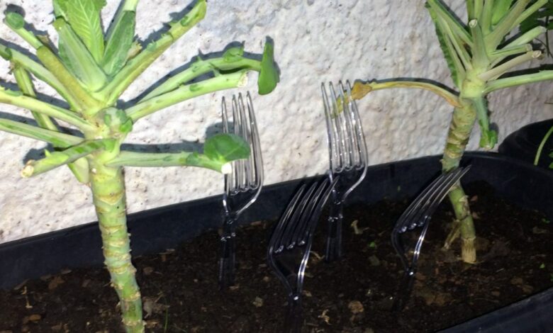Cada vez mais jardineiros estão colocando um garfo de plástico em sua horta, e eles estão certos em fazer isso
