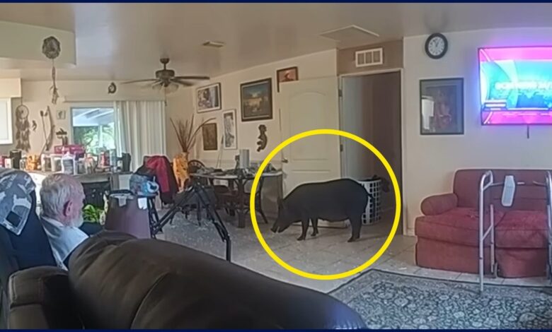 Javali invade casa, ataca policial e escapa; caso expõe avanço perigoso da espécie invasora em bairros residenciais do estado.