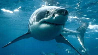 o maior tubarão branco já visto no Atlântico é registrado