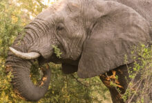 Papa Leão tinha um elefante de estimação