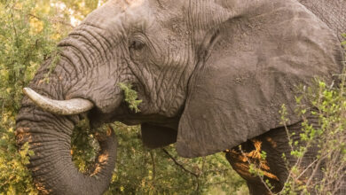 Papa Leão tinha um elefante de estimação