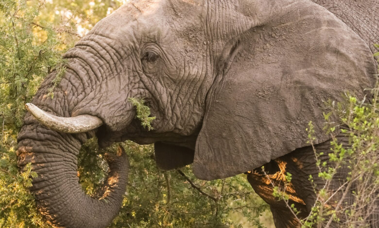 Papa Leão tinha um elefante de estimação