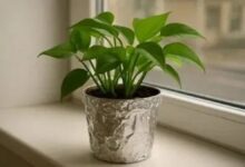 papel alumínio nos vasos faz milagres pelas suas plantas