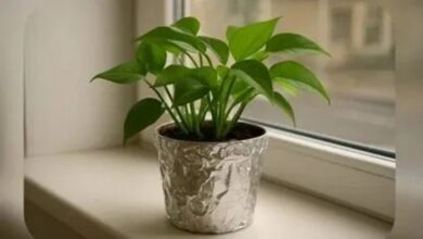 papel alumínio nos vasos faz milagres pelas suas plantas