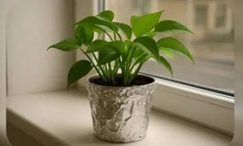 papel alumínio nos vasos faz milagres pelas suas plantas
