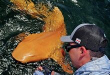pescadores avistam tubarão com coloração única