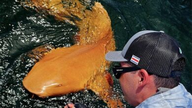 pescadores avistam tubarão com coloração única
