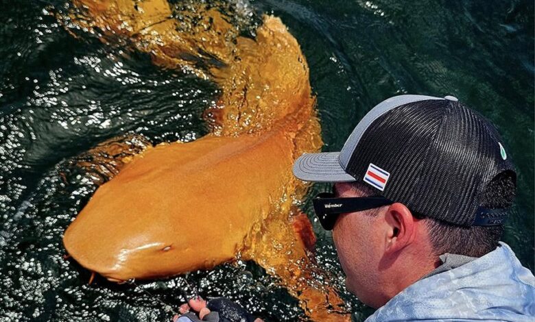 pescadores avistam tubarão com coloração única