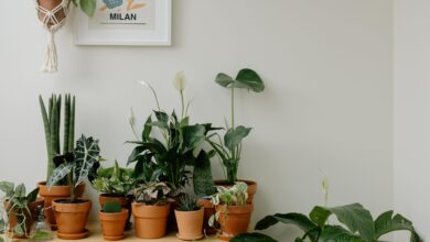 Essa planta vai fazer sua casa cheirar incrível sem que você levante um dedo