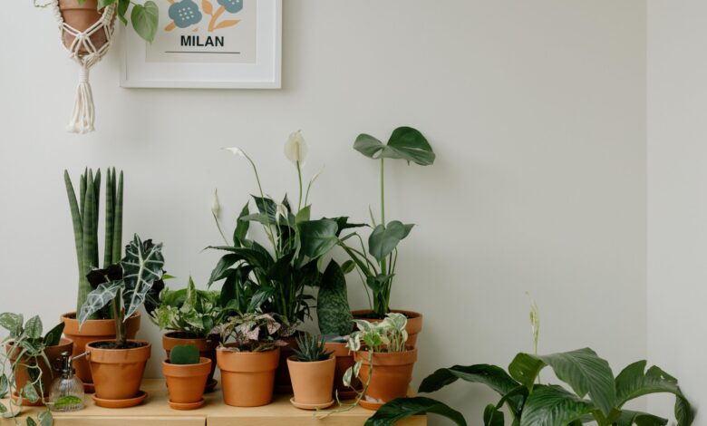 Essa planta vai fazer sua casa cheirar incrível sem que você levante um dedo