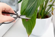 Descubra por que as pontas das suas plantas estão ficando marrons