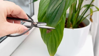 Descubra por que as pontas das suas plantas estão ficando marrons