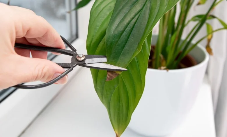 Descubra por que as pontas das suas plantas estão ficando marrons
