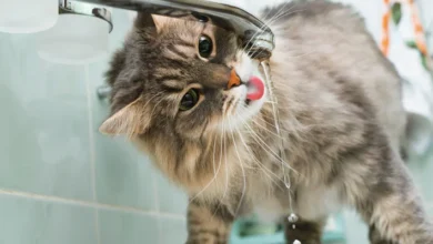 Entenda por que os gatos evitam e bebem pouca água