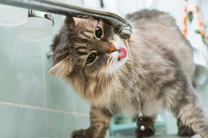 Entenda por que os gatos evitam e bebem pouca água