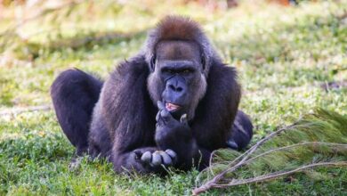imagens mostram a espécie de macaco mais rara do planeta em santuário africano