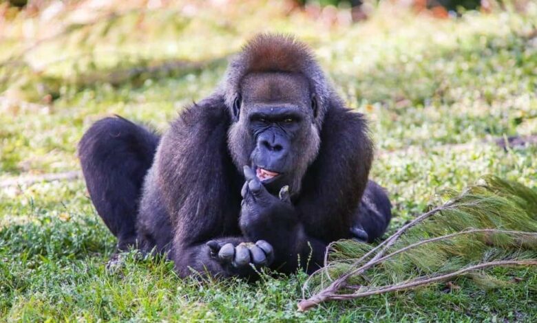 imagens mostram a espécie de macaco mais rara do planeta em santuário africano