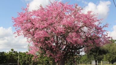 sombra e beleza em um só