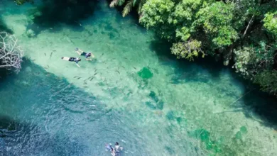Sucuri de quase 7 metros é flagrada tomando sol em rio brasileiro