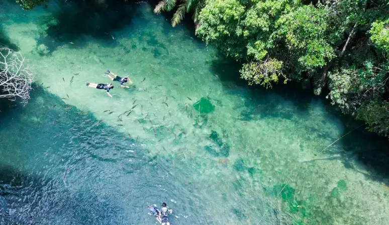 Sucuri de quase 7 metros é flagrada tomando sol em rio brasileiro