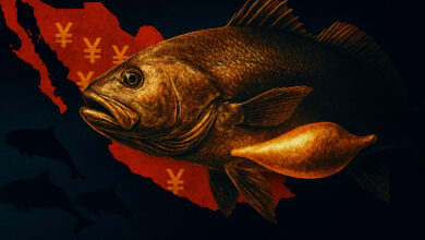 O peixe que vale mais que ouro e leva a espécie mais rara do planeta à beira da extinção: como o contrabando da totoaba no México alimenta um mercado secreto na Ásia