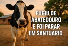 Vaca, Abatedouro