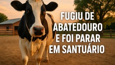 Vaca, Abatedouro