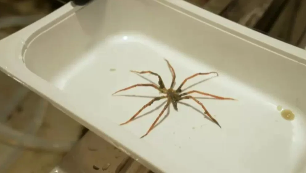 Aranha-do-mar