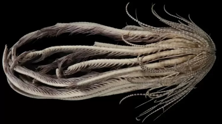 Promachocrinus