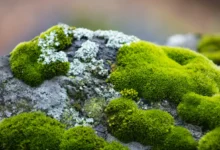 O que fazer se musgo começar a crescer no seu quintal