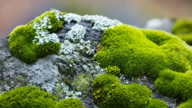 O que fazer se musgo começar a crescer no seu quintal