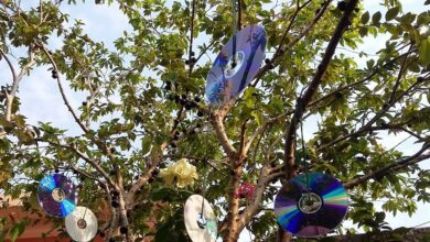 para que serve pendurar CDs na varanda?