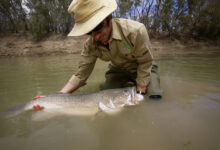 Pesquisador segura um bacalhau-de-Murray em rio australiano após jornada recorde de 900 km.