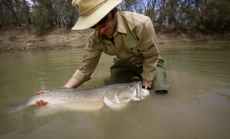 Pesquisador segura um bacalhau-de-Murray em rio australiano após jornada recorde de 900 km.