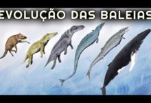 As baleias, antigas mamíferos terrestres, revelam na evolução e nos fósseis a incrível adaptação que as levou a dominar o oceano.