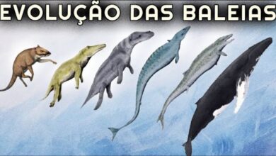 As baleias, antigas mamíferos terrestres, revelam na evolução e nos fósseis a incrível adaptação que as levou a dominar o oceano.