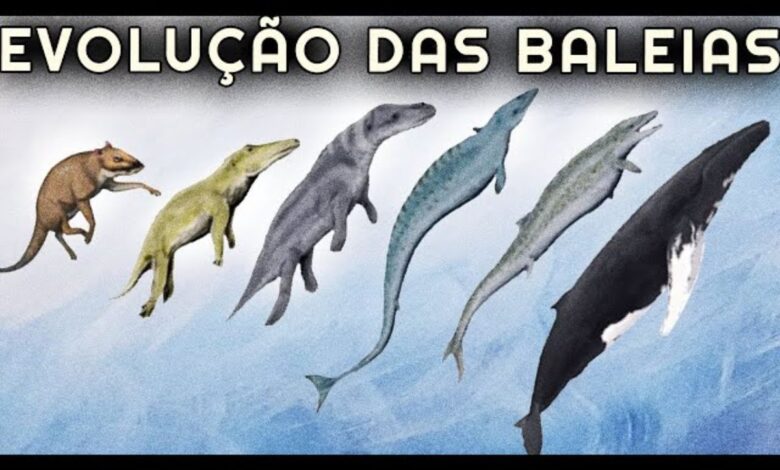 As baleias, antigas mamíferos terrestres, revelam na evolução e nos fósseis a incrível adaptação que as levou a dominar o oceano.