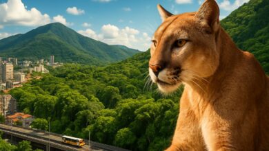 A maior floresta urbana do planeta fica no Rio de Janeiro: o Parque Estadual da Pedra Branca, joia da Mata Atlântica com trilhas, nascentes e onça-parda.