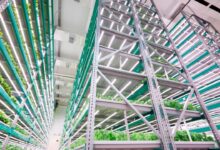 Dubai transforma o deserto em campo fértil com fazendas verticais que produzem alimentos o ano inteiro usando tecnologia hidropônica, robótica e 95% menos água
