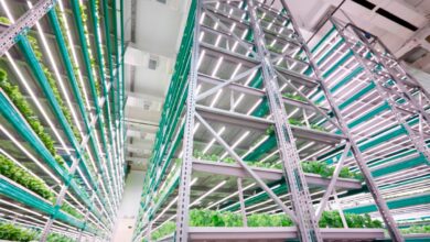 Dubai transforma o deserto em campo fértil com fazendas verticais que produzem alimentos o ano inteiro usando tecnologia hidropônica, robótica e 95% menos água