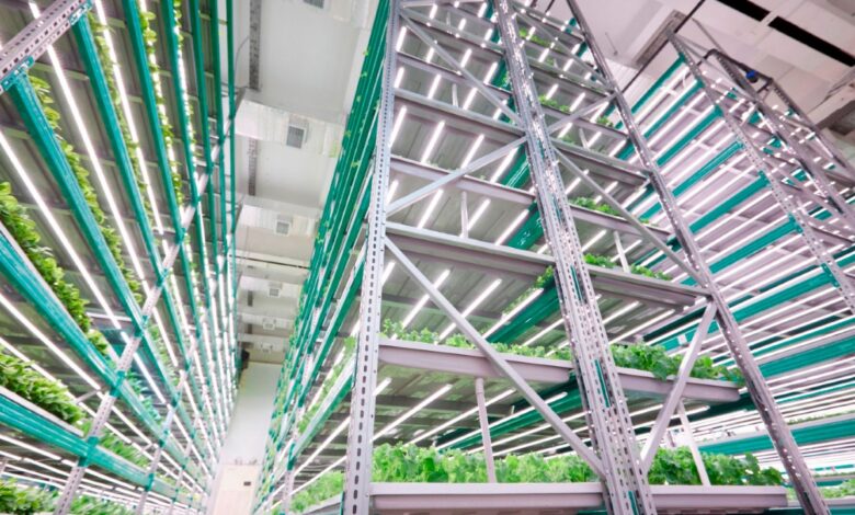 Dubai transforma o deserto em campo fértil com fazendas verticais que produzem alimentos o ano inteiro usando tecnologia hidropônica, robótica e 95% menos água