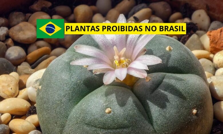 Você sabia que algumas plantas são proibidas no Brasil? Descubra quais espécies estão na lista, os efeitos perigosos e as regras legais que proíbem o cultivo.