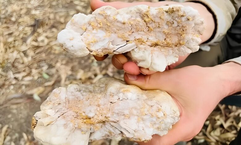 Homem usando detector de metais encontra pepita de ouro de 4,6 kg avaliada em US$ 160 mil (R$ 800 mil) e surpreende especialistas com uma das descobertas mais raras da mineração moderna; fato ocorreu em 2023