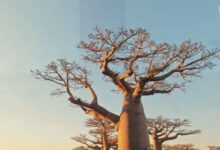 Baobás gigantes em Madagascar ao pôr do sol, com troncos que armazenam até 32 mil litros de água, símbolo da biodiversidade e das florestas sagradas da ilha africana.