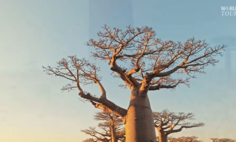 Baobás gigantes em Madagascar ao pôr do sol, com troncos que armazenam até 32 mil litros de água, símbolo da biodiversidade e das florestas sagradas da ilha africana.