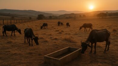 Mais de mil búfalos morreram abandonados no interior de São Paulo, e o dono da fazenda pode pagar R$ 3,5 milhões em multas