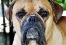 Buldogue campeiro, Raça