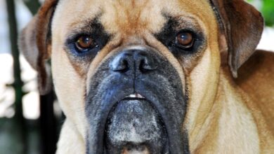 Buldogue campeiro, Raça