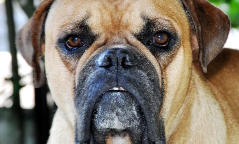 Buldogue campeiro, Raça