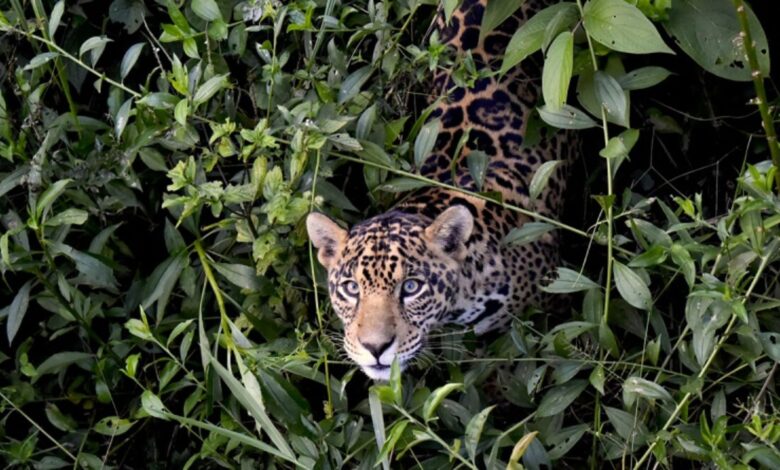Projeto no Pantanal cria a maior população reintroduzida de onças-pintadas do Brasil, unindo ciência, conservação e ecoturismo sustentável.